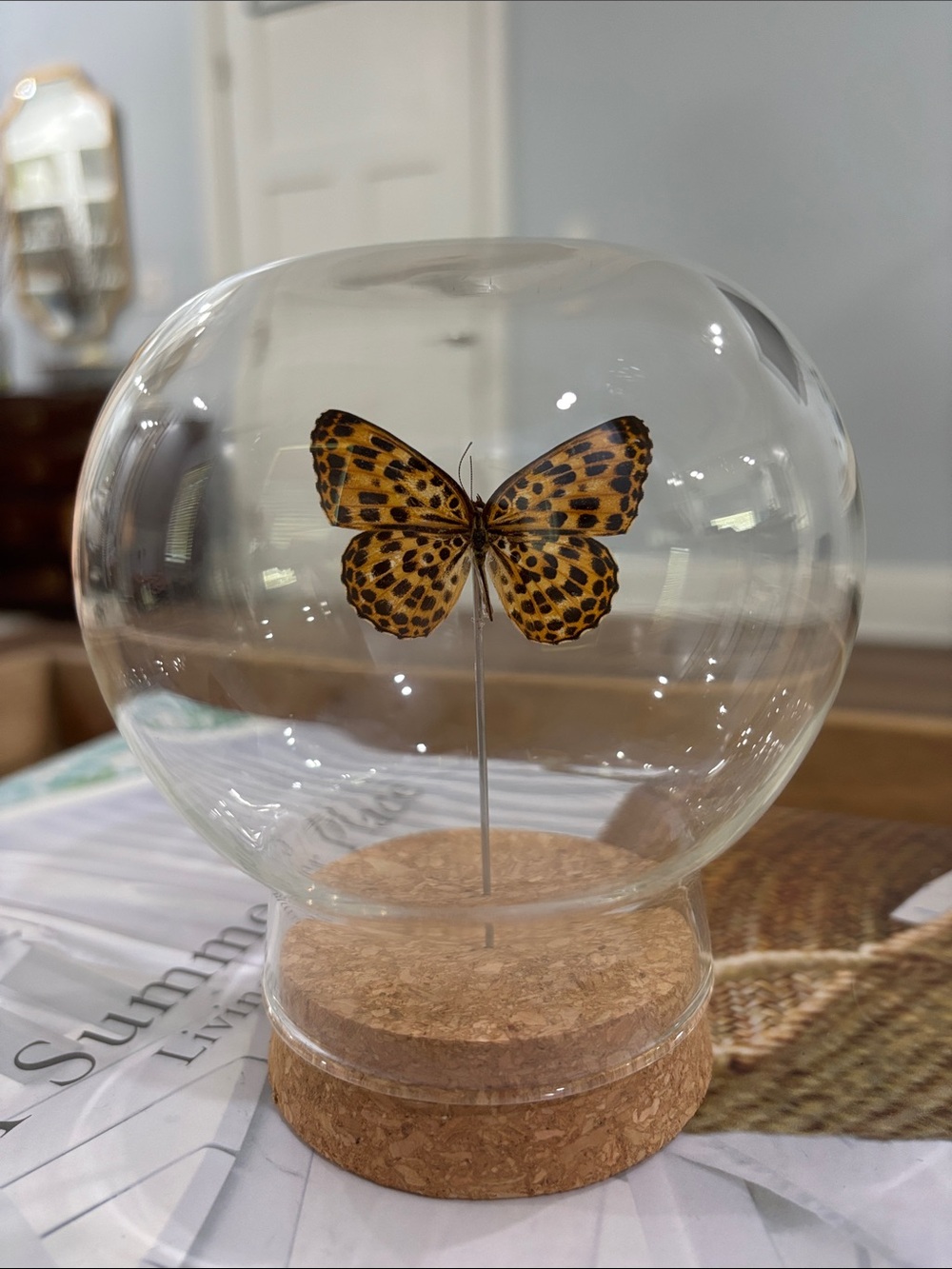 Vintage preserved butterfly in glass dome